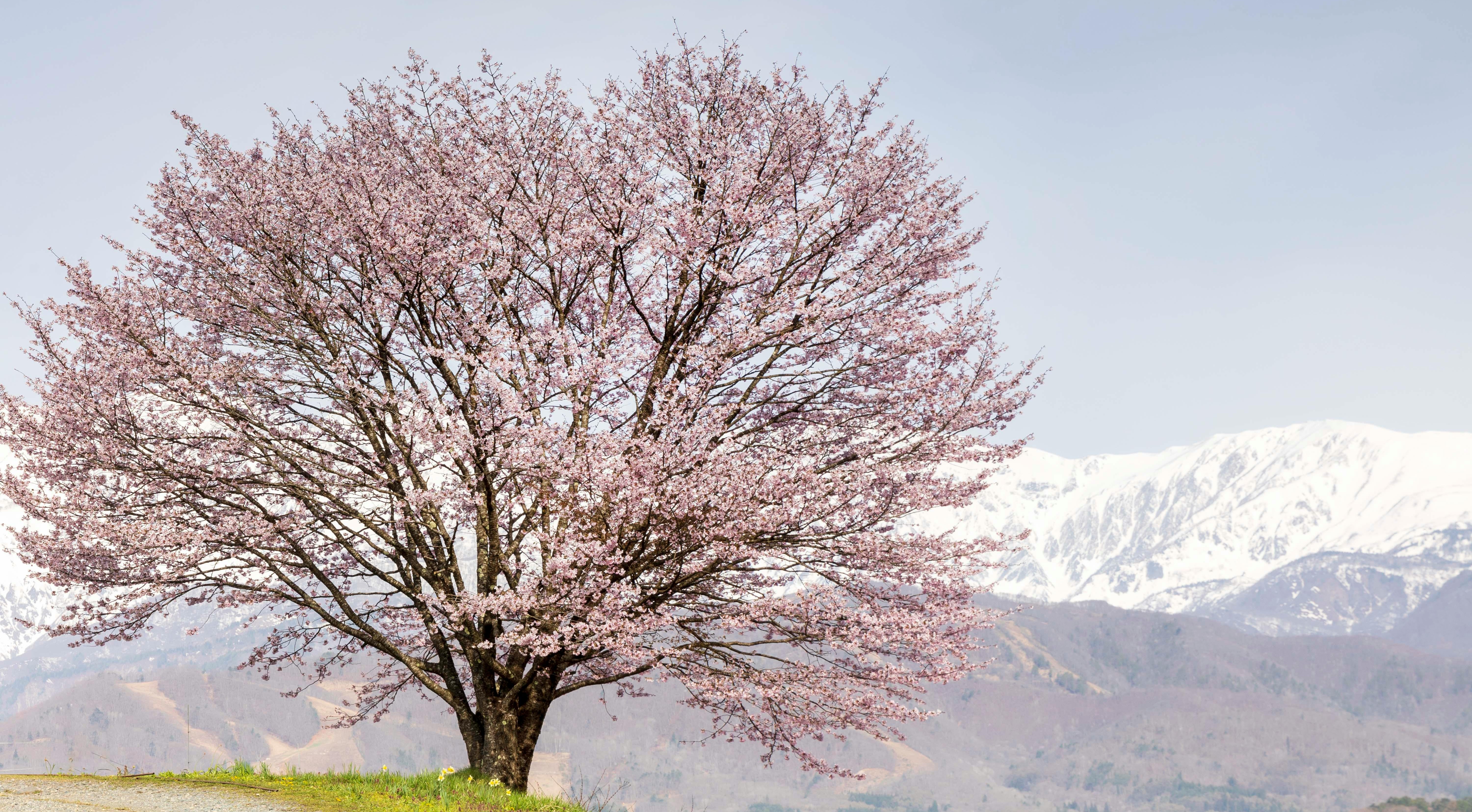 Cherry Blossom Tree with Mount Fuji